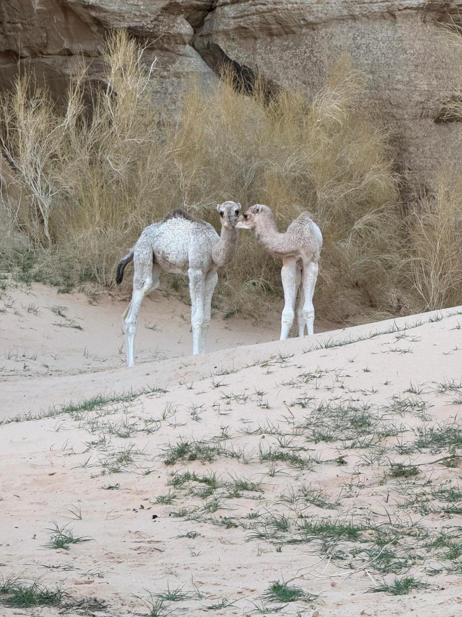 Desert Bird Camp Ram Vadisi Dış mekan fotoğraf