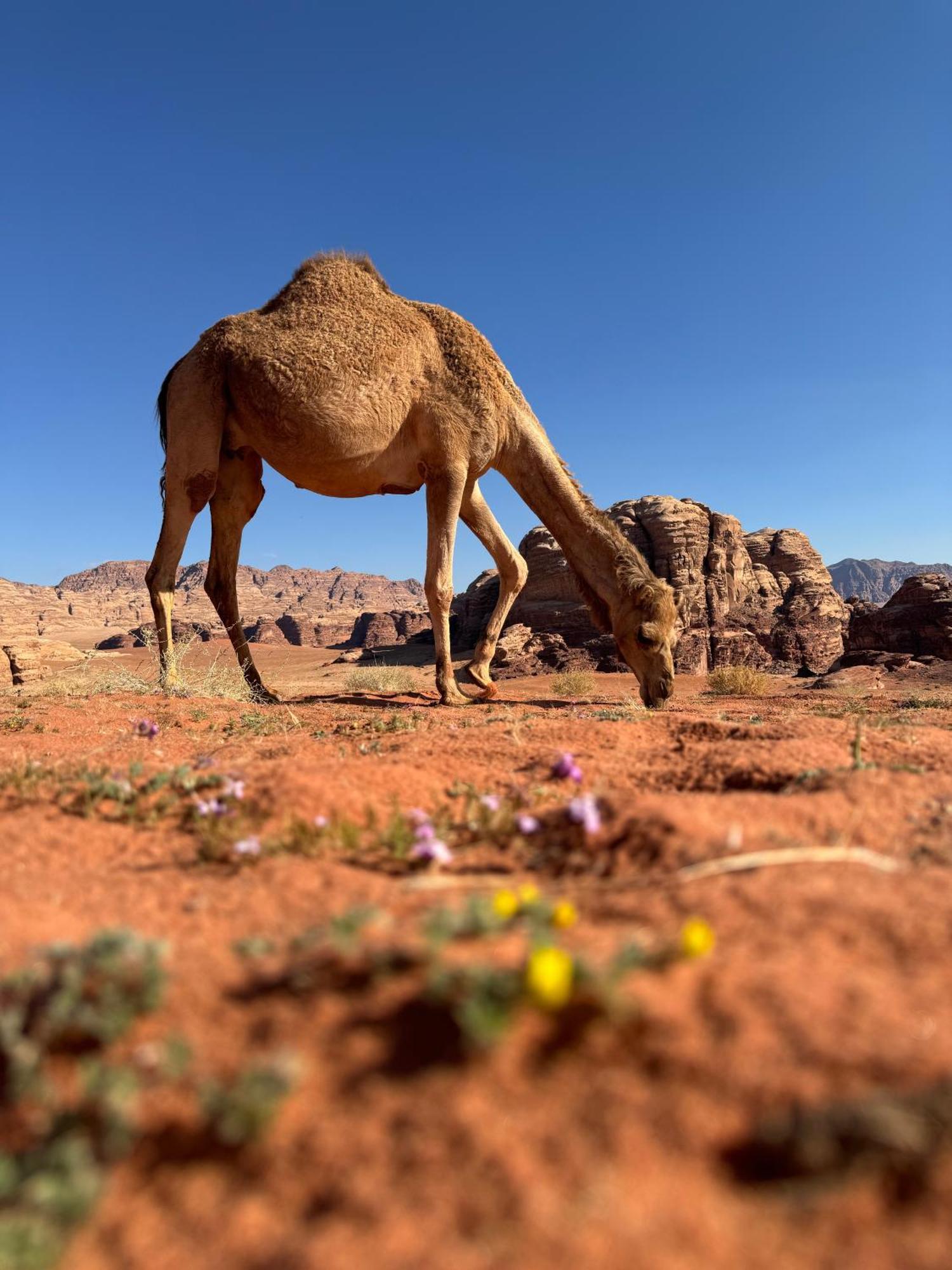 Desert Bird Camp Ram Vadisi Dış mekan fotoğraf