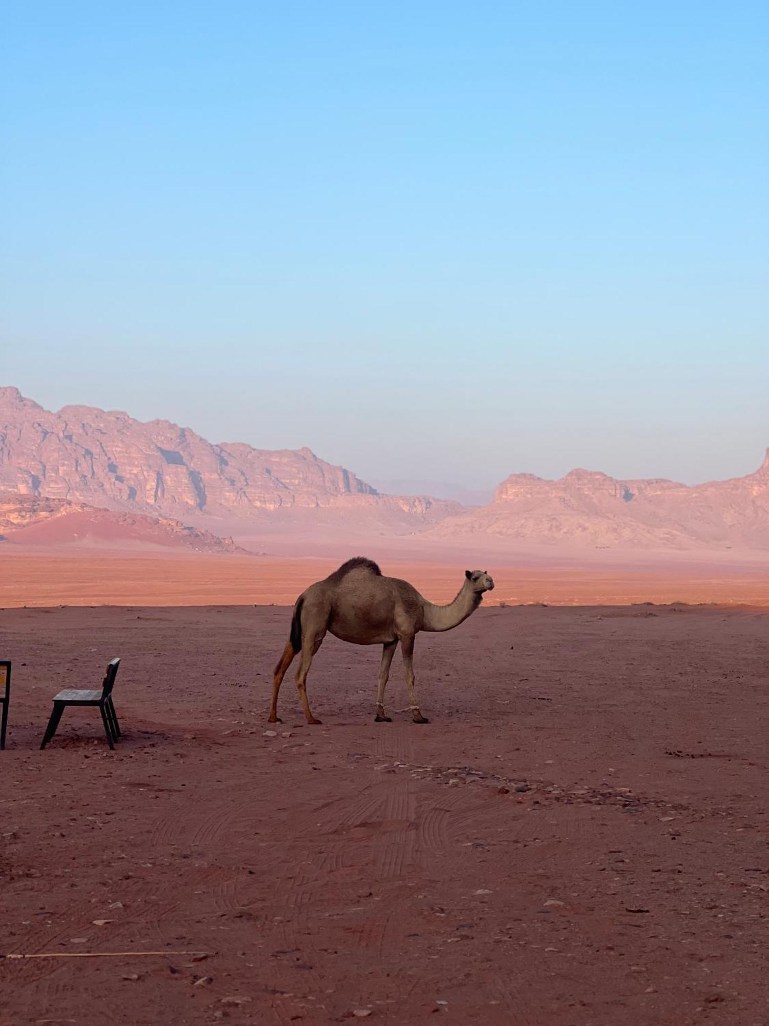 Desert Bird Camp Ram Vadisi Dış mekan fotoğraf